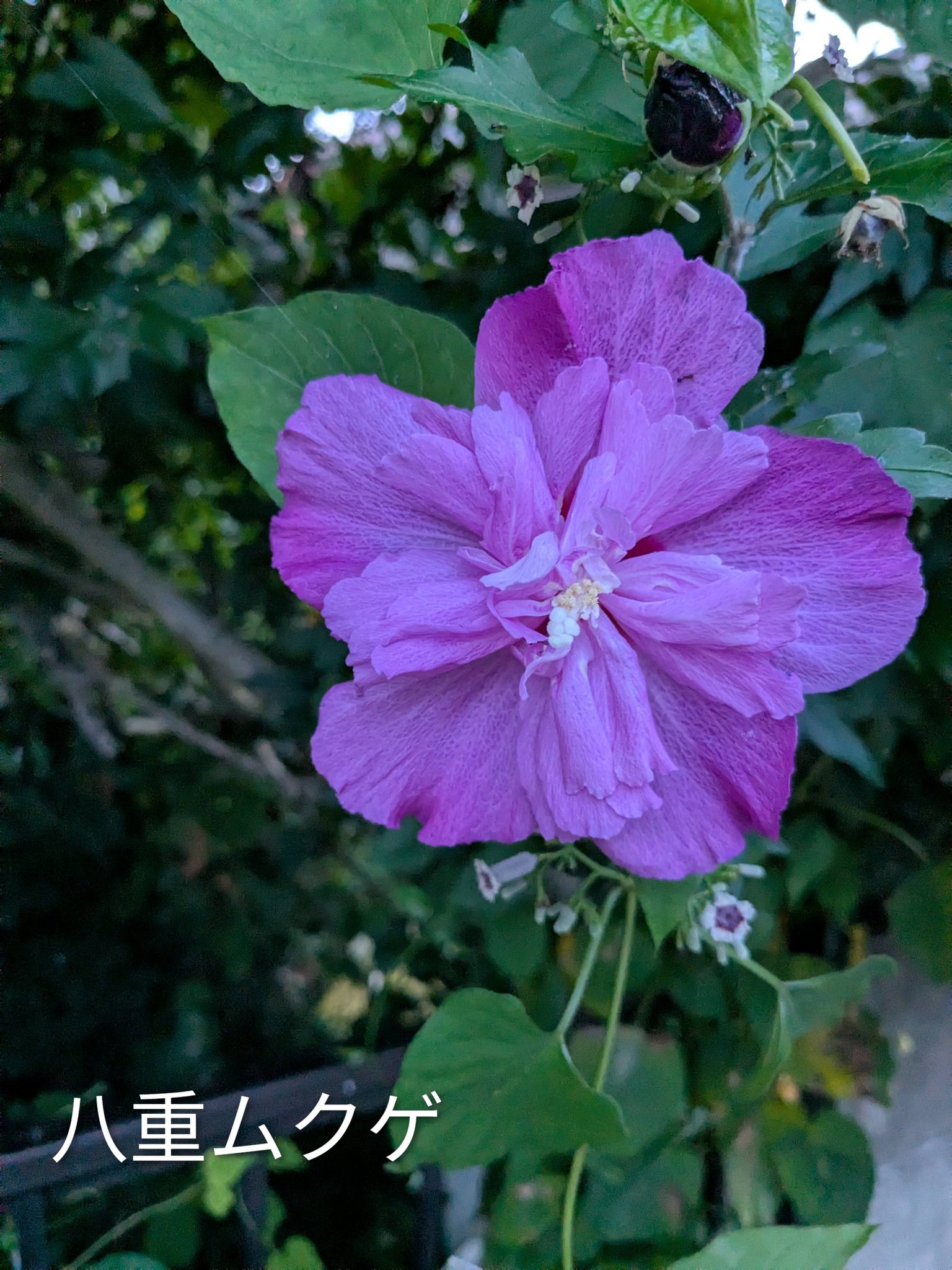 カサブランカ