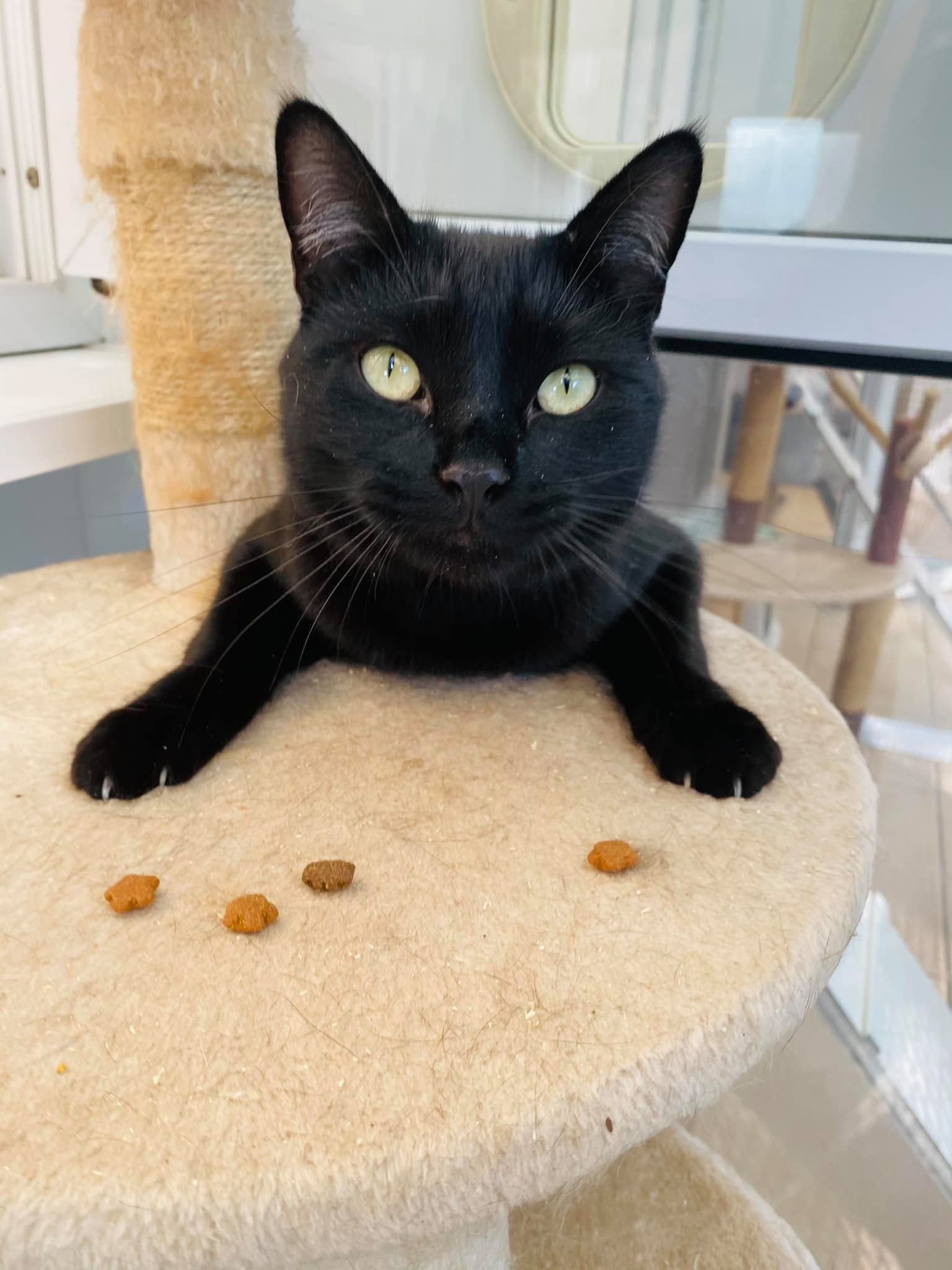 The Dreamies are... - Rob Royd Boarding Kennels & Cattery,