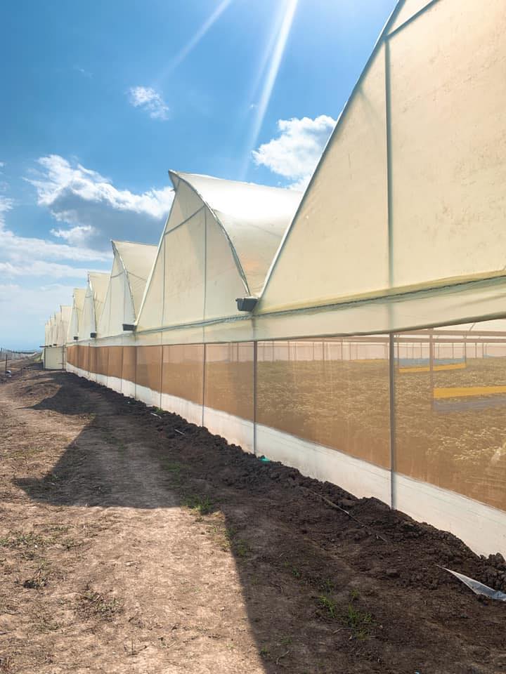 Simba Fresh Produce Ltd | Nanyuki