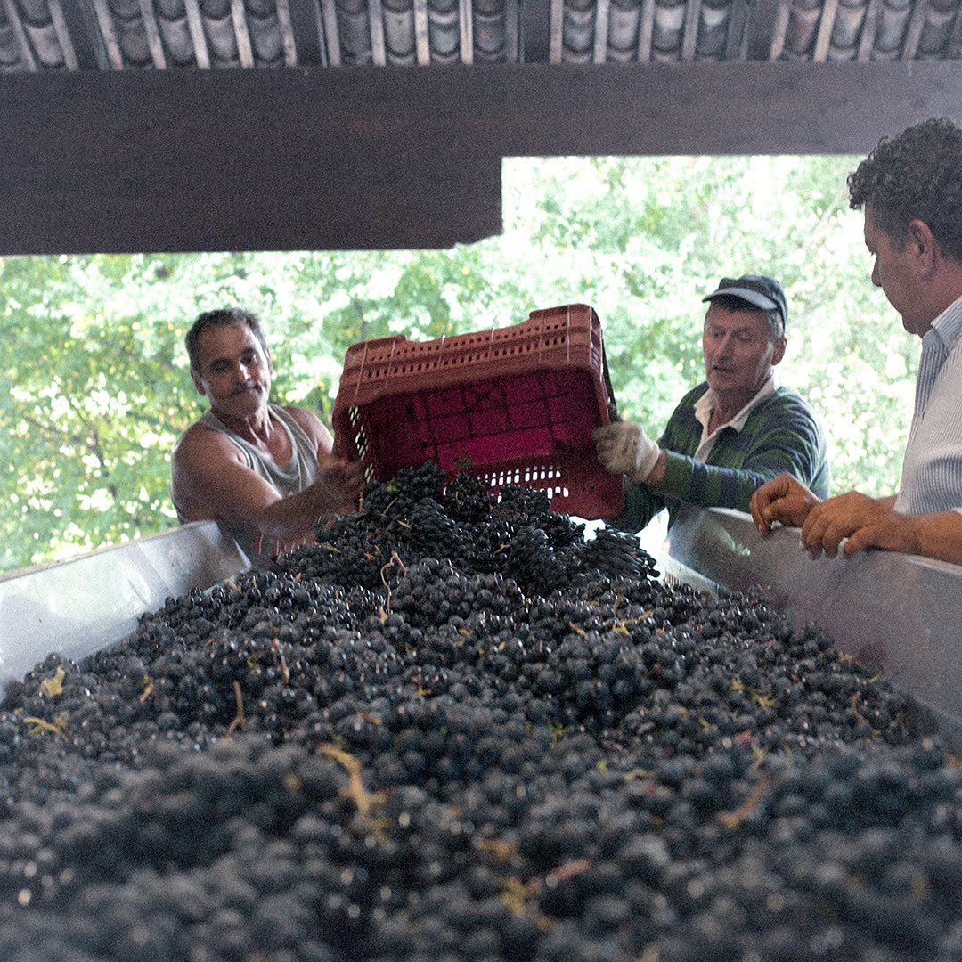 From the vineyards to the... - Il Botolo Azienda Agricola