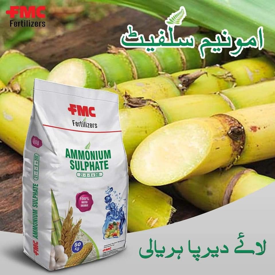 Hamza Traders | Jhang Sadar