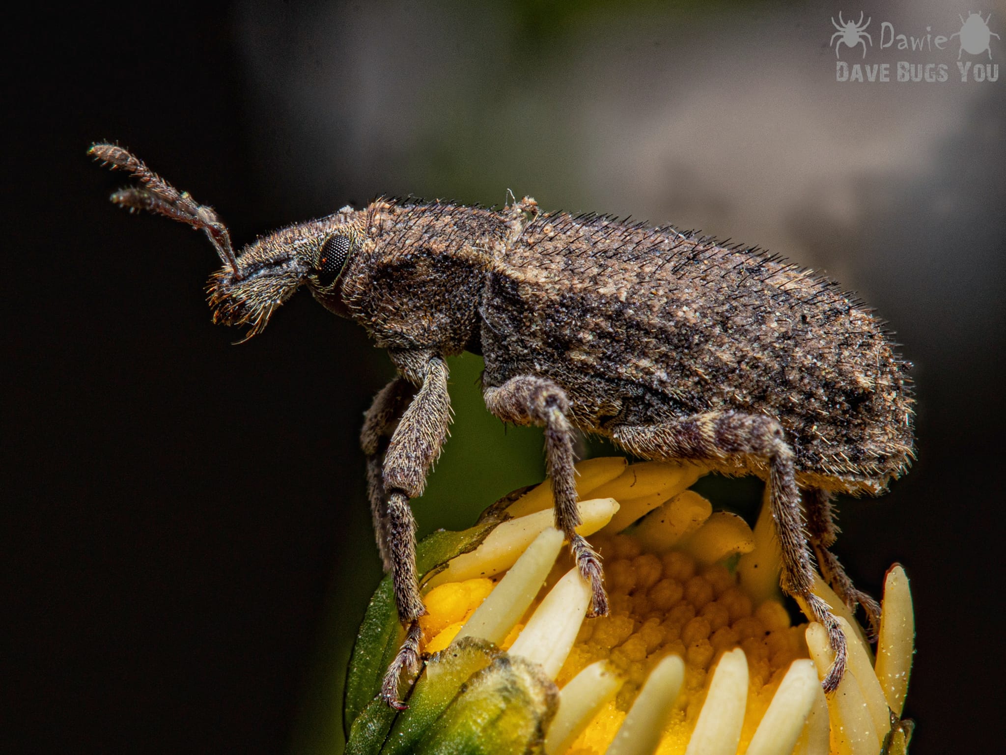 Weevil species in South Africa biodiversity
