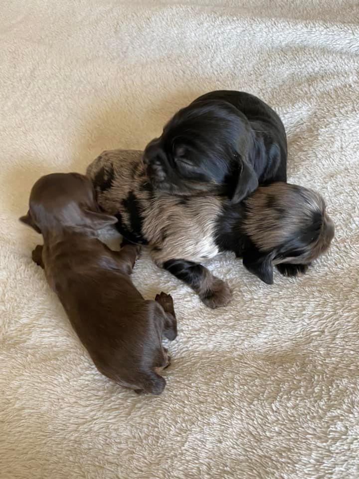 Cocker Spaniels & Maxi Cockapoos of Southeast Oklahoma