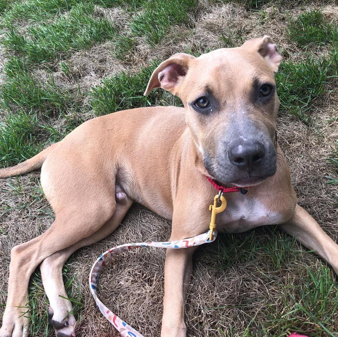 💚 Meet Scooby Doo! 💚 Look at... - Sandy Paws Rescue Inc. | Facebook