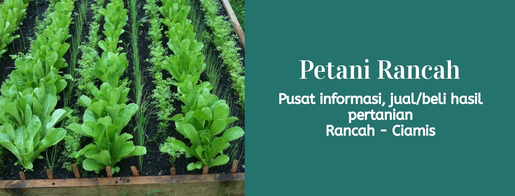 Petani Rancah