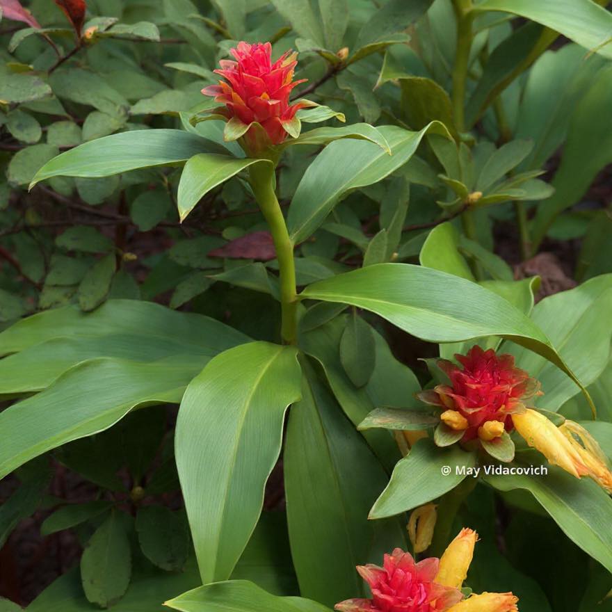 Louisiana Gardeners | The Verbena canadensis 'Kathy's Kandy' plant ...