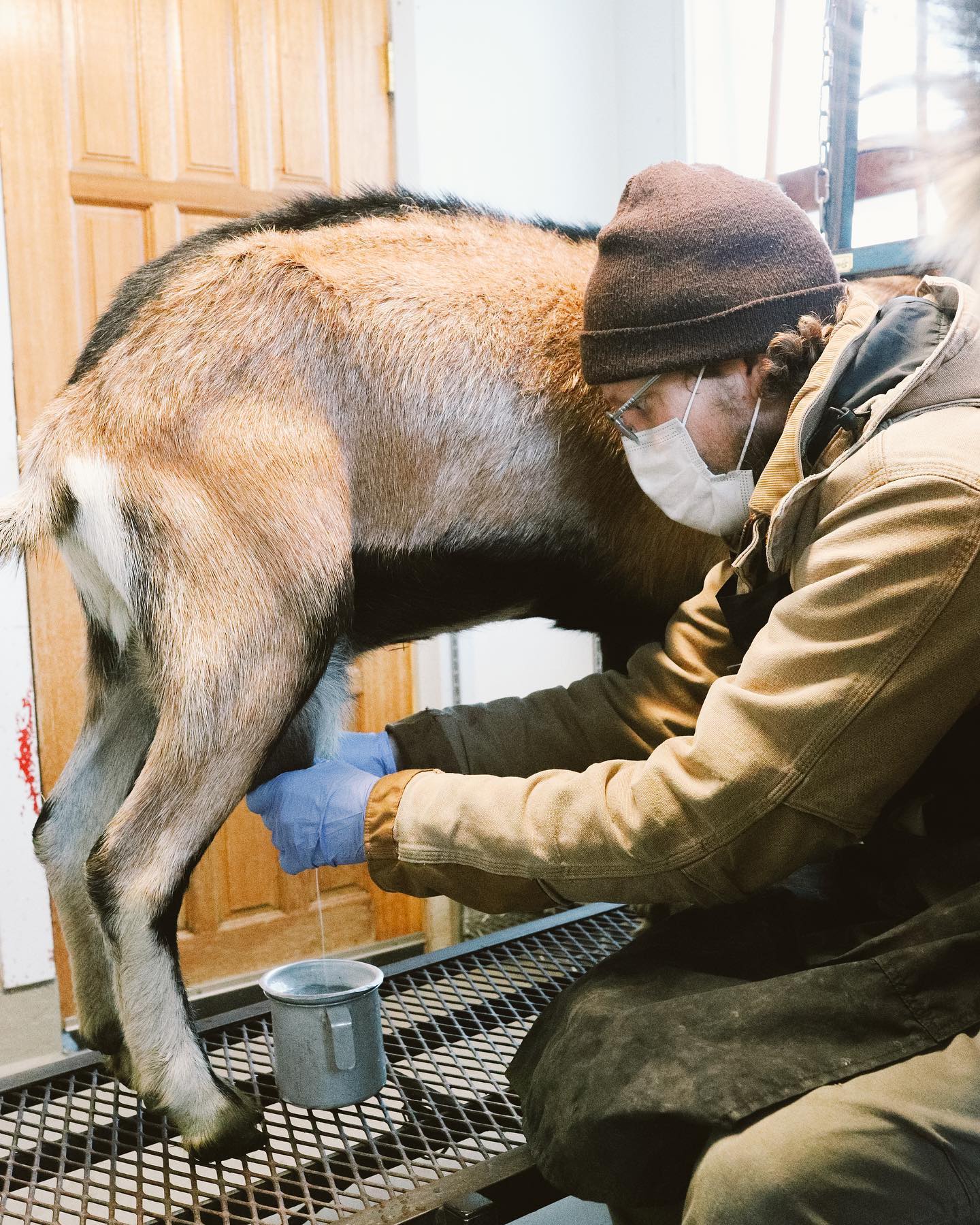 The process! We milk our goats every... - Willow-Witt Ranch | Facebook