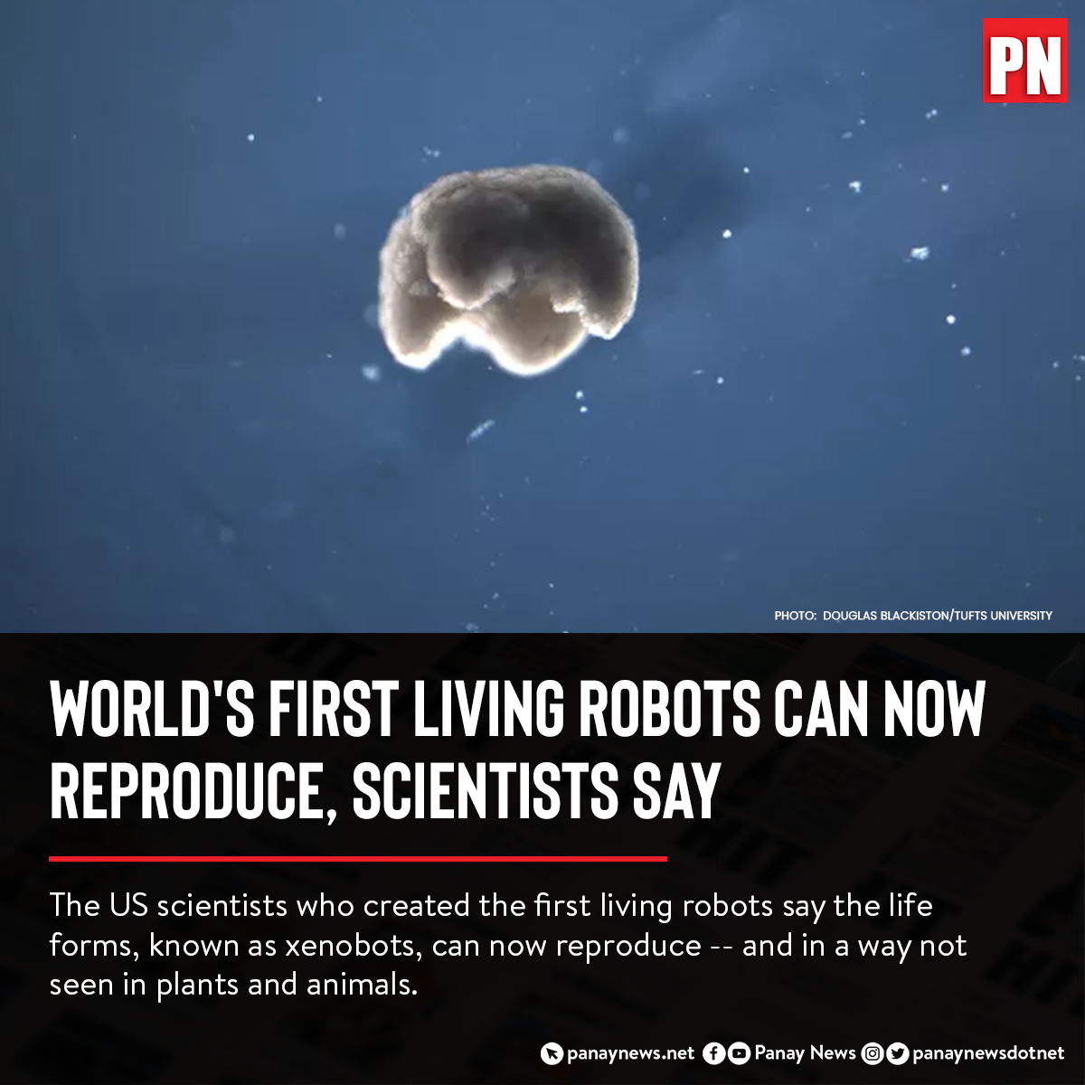 Panay - WORLD'S FIRST LIVING ROBOTS CAN NOW REPRODUCE, SCIENTISTS SAY ...