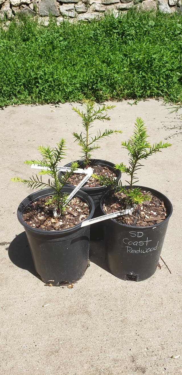 Coast Redwood Tree Seedling – Medium, By The Jonsteen Company – Evergreen, Fast Growing