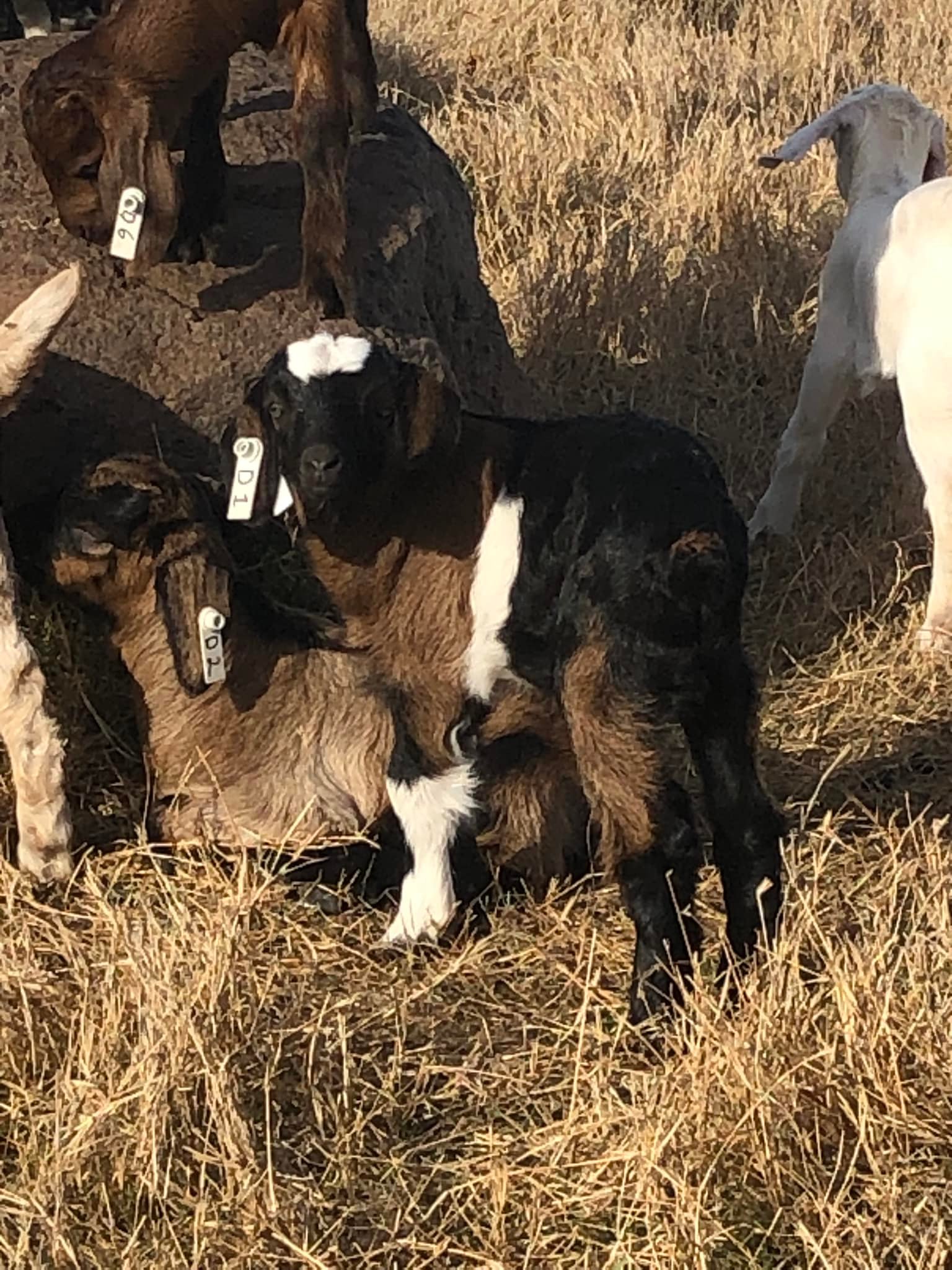 Taylor Farm Kiko Goats | Grand Saline TX