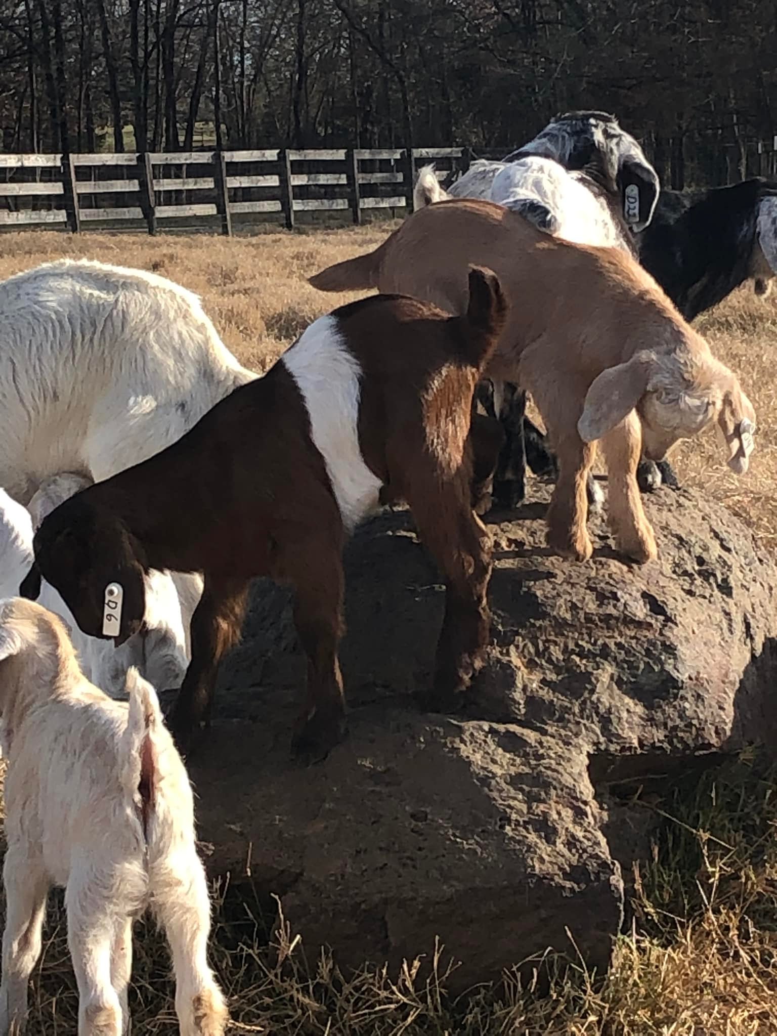 Taylor Farm Kiko Goats | Grand Saline TX