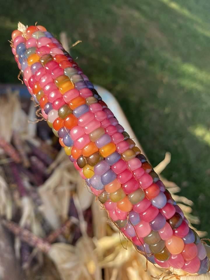 Real multicolored corn varieties without artificial dyes