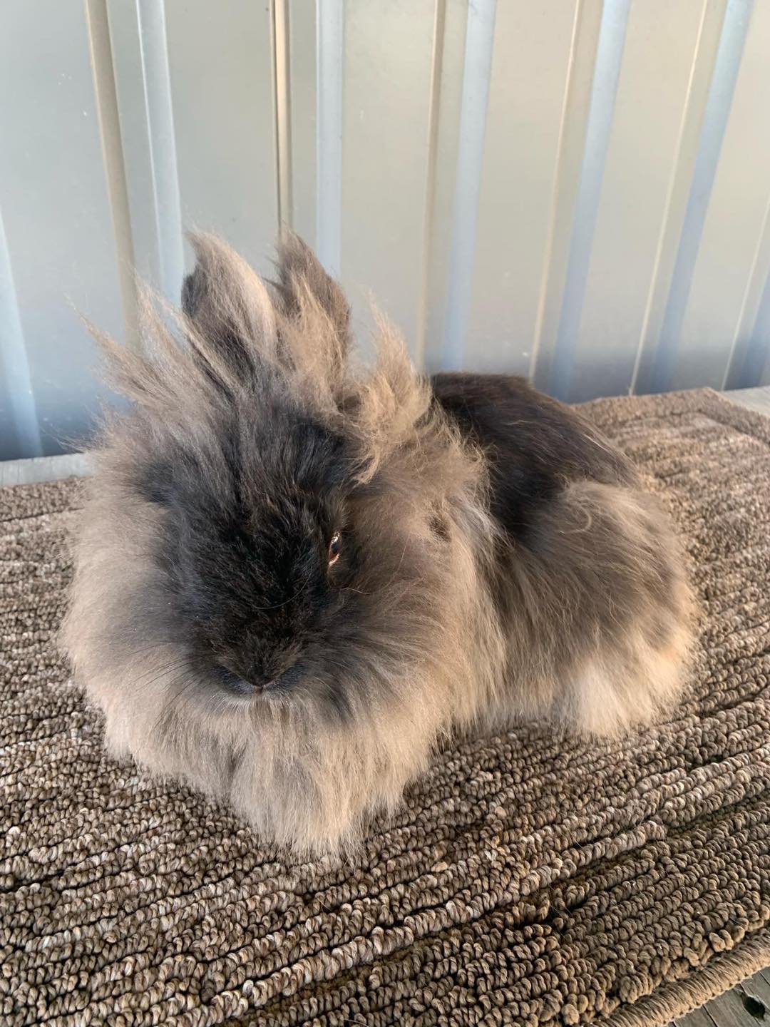 Willow Way Rabbitry