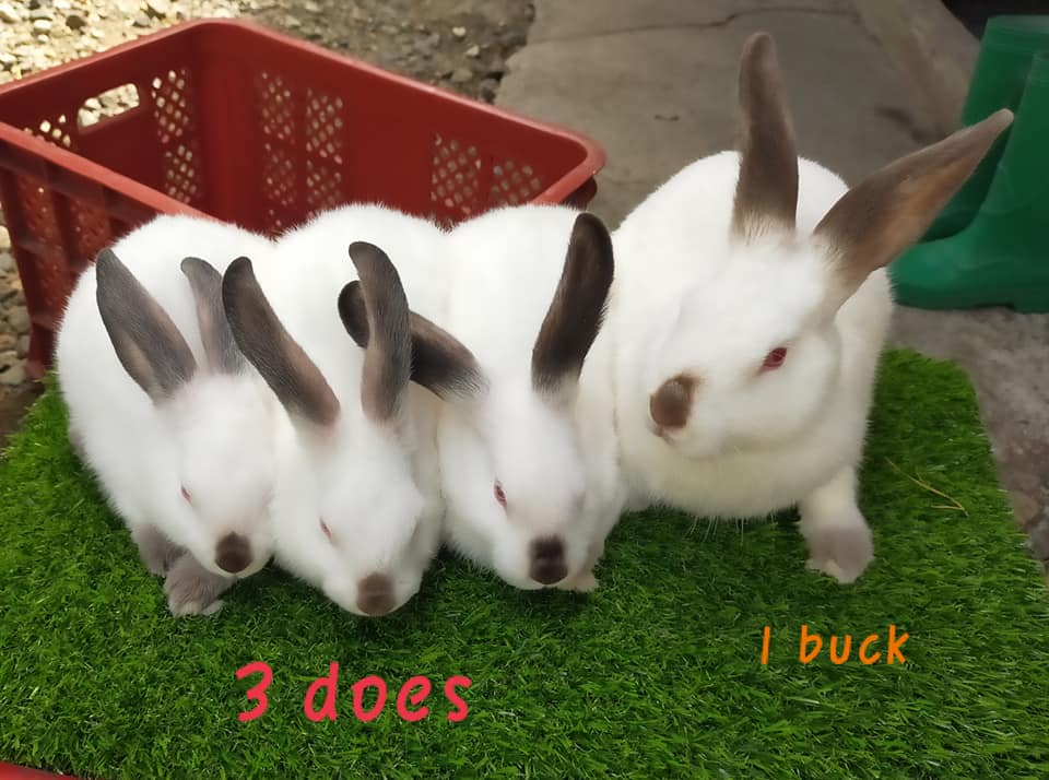 AC Rabbit Farm