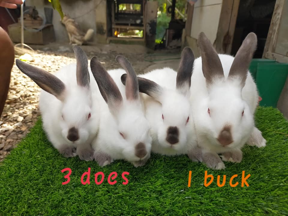 AC Rabbit Farm - AC Rabbit Farm added a new photo.