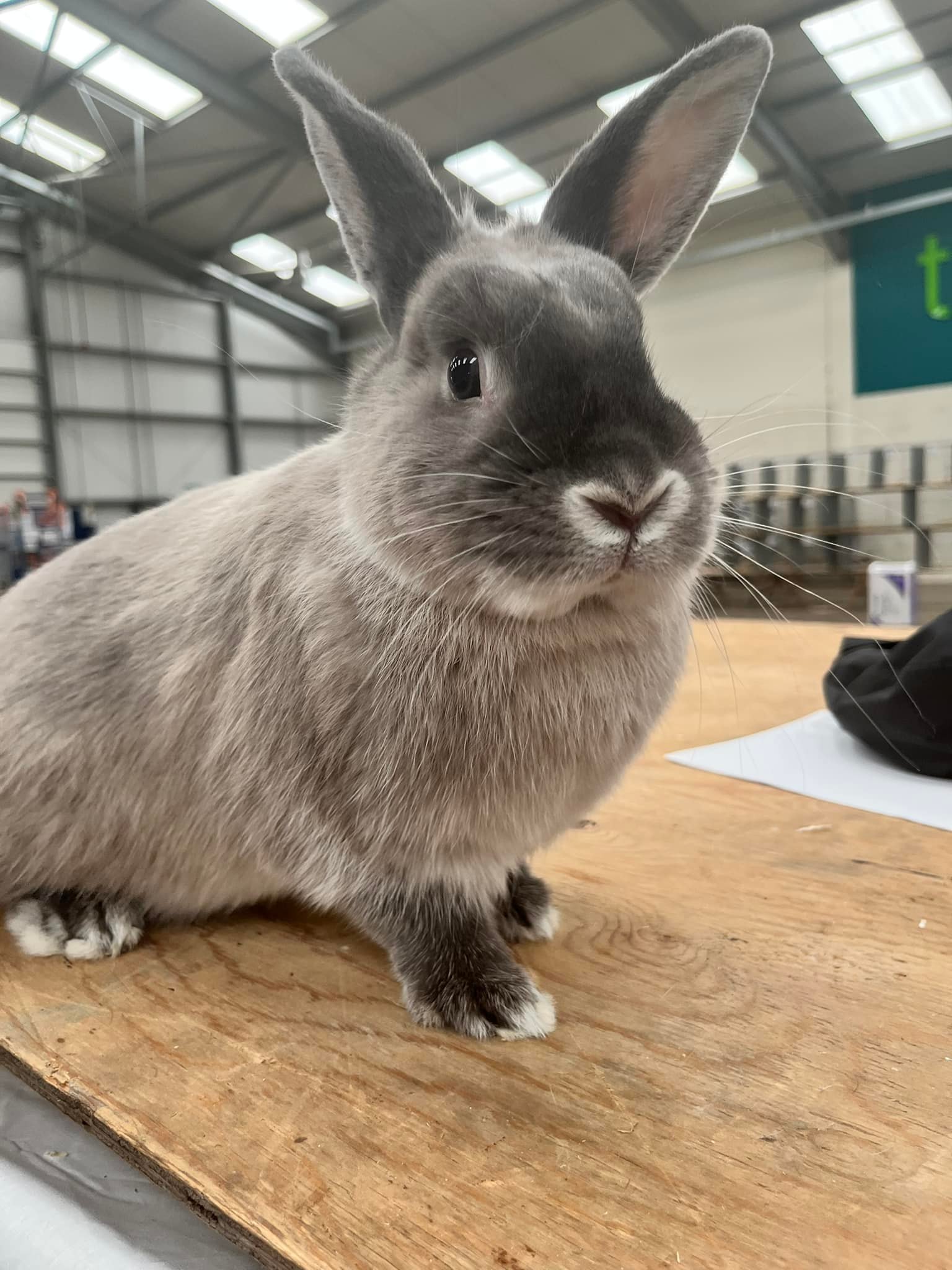 The Great British Rabbit Show is here... - Newark Showground | Facebook