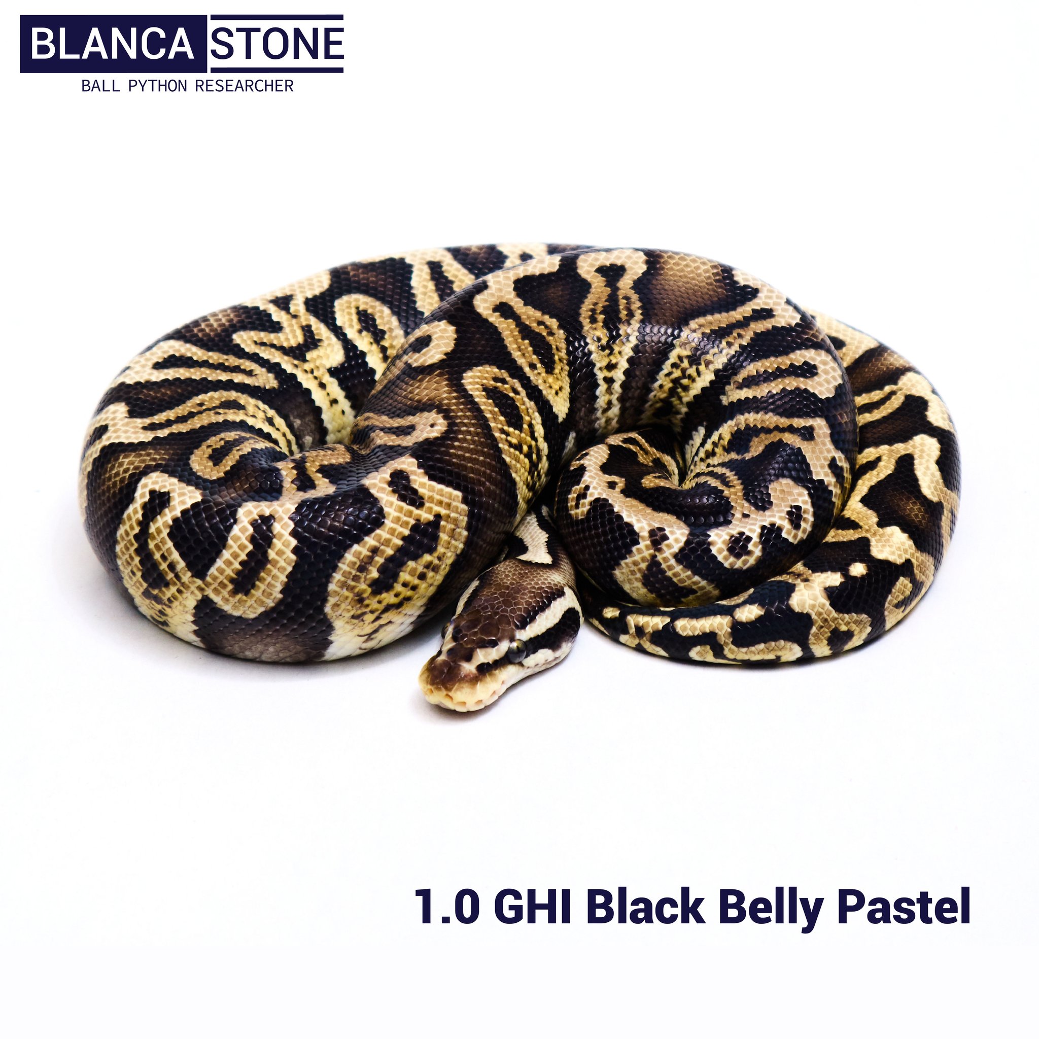 Blanca Stone Ball Python | Nonthaburi