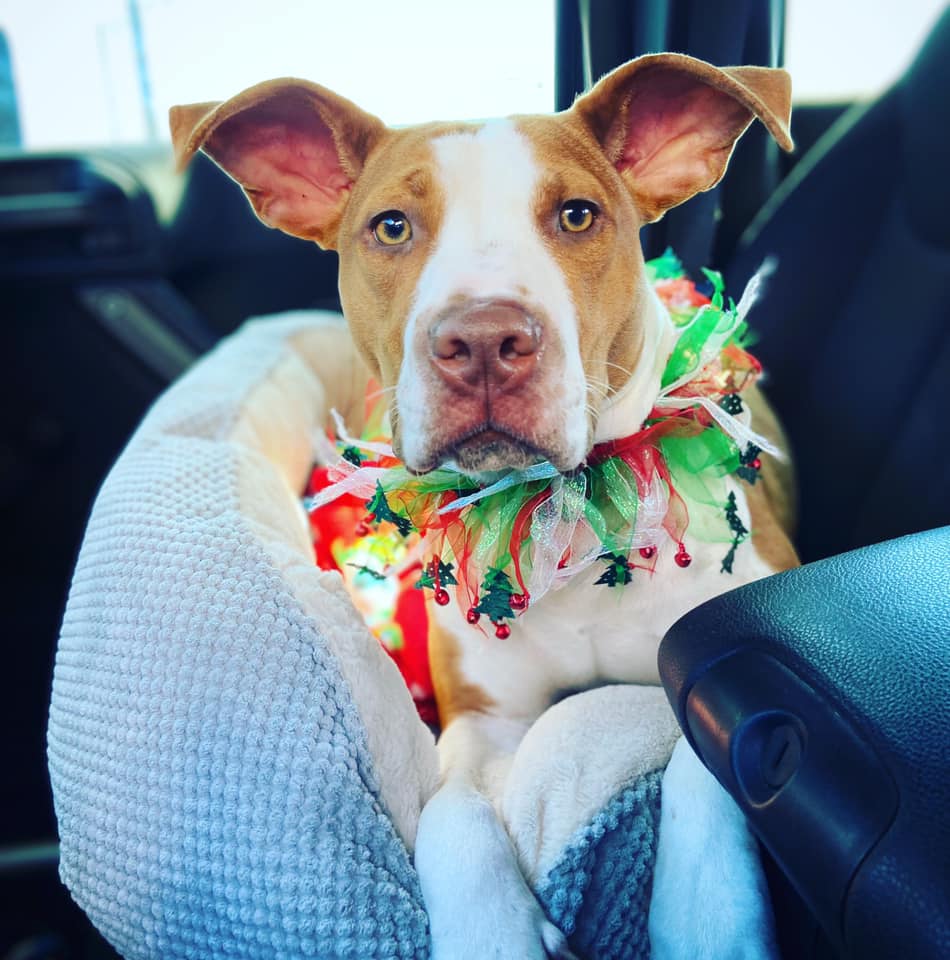 Pibble - 📣She’s a ten out of tennnnnn. We interrupt your Saturday ...