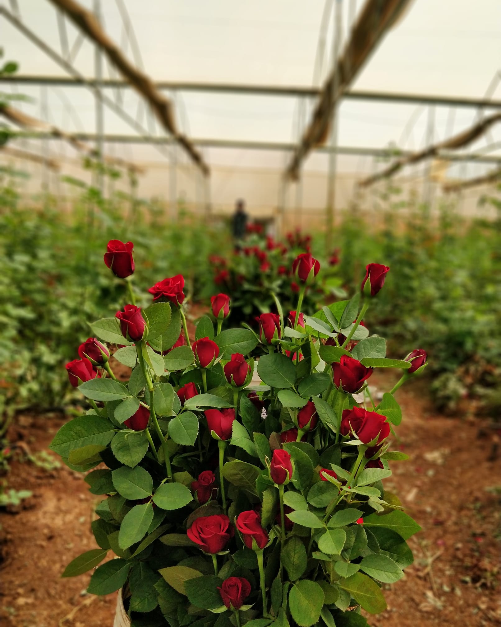 Khushi Flora