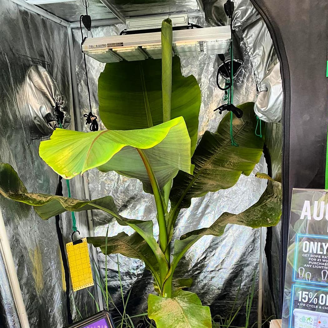 GroWorks - We are having to relocate one of our Banana... | Facebook
