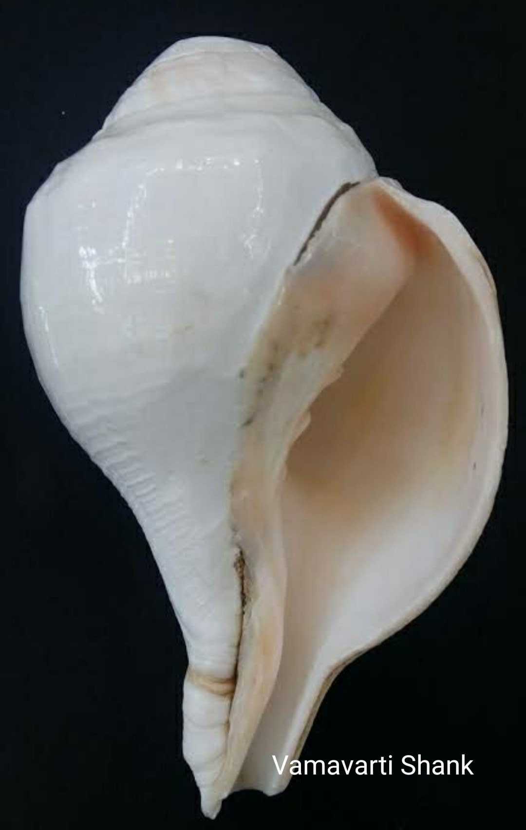 Vedism - 🐚🐚🐚Types of Shankh. Conch. 🐚🐚 Let's explore about... | Facebook