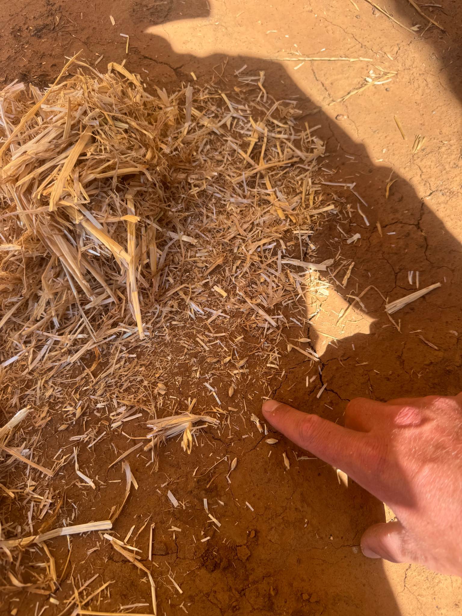 Irrigated Barley Straw (header tailings) - Landscaping Materials ...
