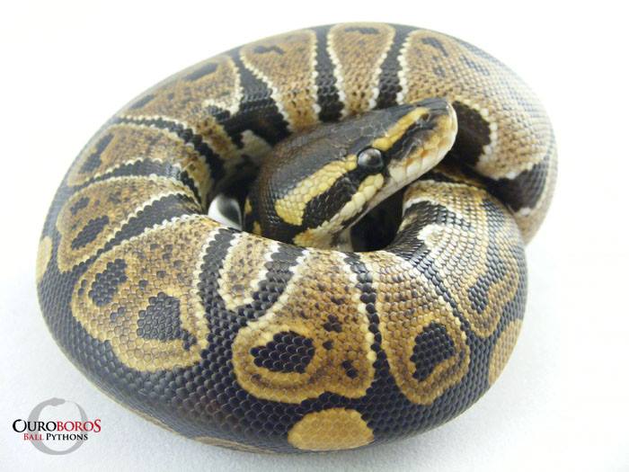 Ouroboros Ball Pythons | London ON