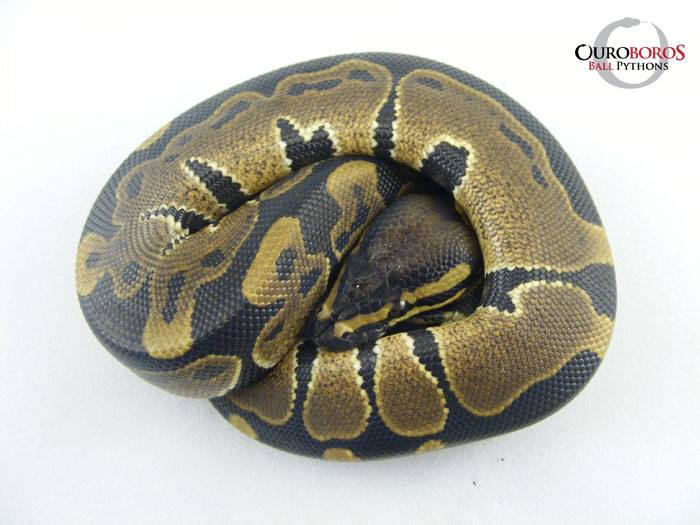 Ouroboros Ball Pythons - Home