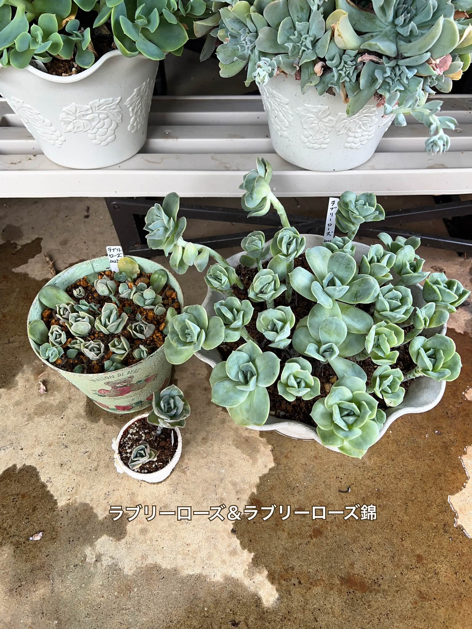 ❤️専用出品❤️ラブリーローズ錦❤️美斑に成長中①❤️ ラブリー