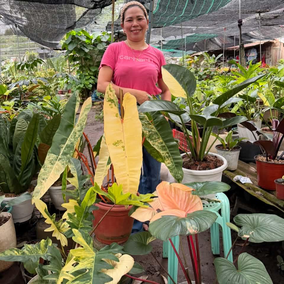 Maaung buntag mga mahiligog bulak 🌿🌿 #plants #plantsmakepeoplehappy # ...
