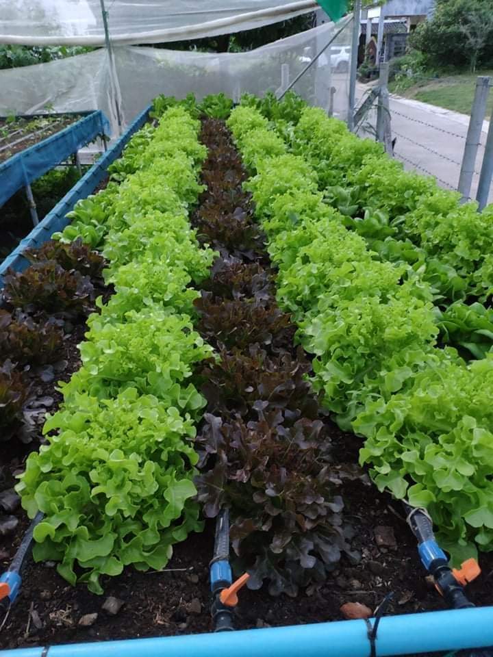 P Farm