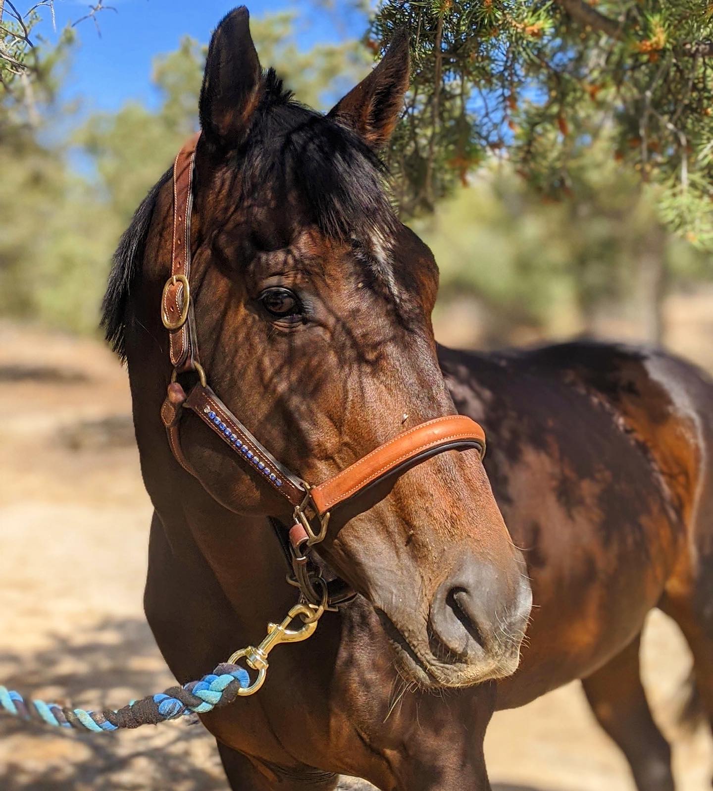 Horse Sanctuary at Moonrise Ranch | Mountain Center CA