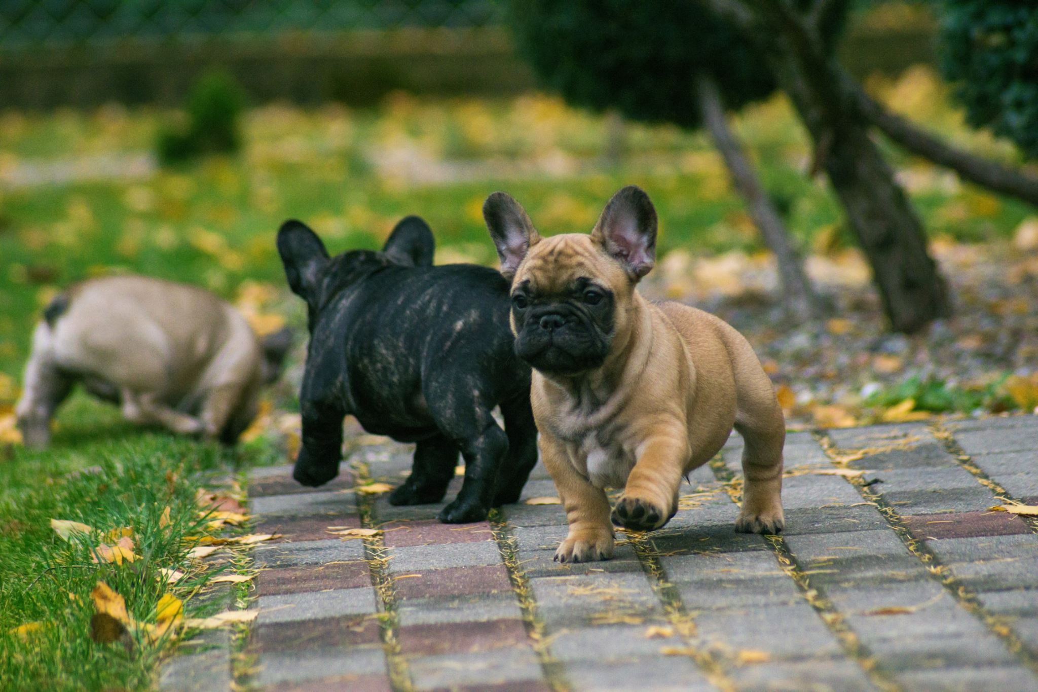 Idylla... - Idylla Canis FCI - hodowla buldog francuski Lublin