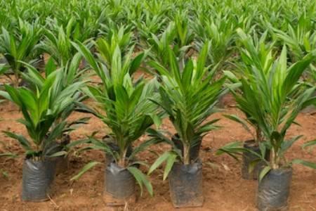 Addmon farm | Ijebu Ode