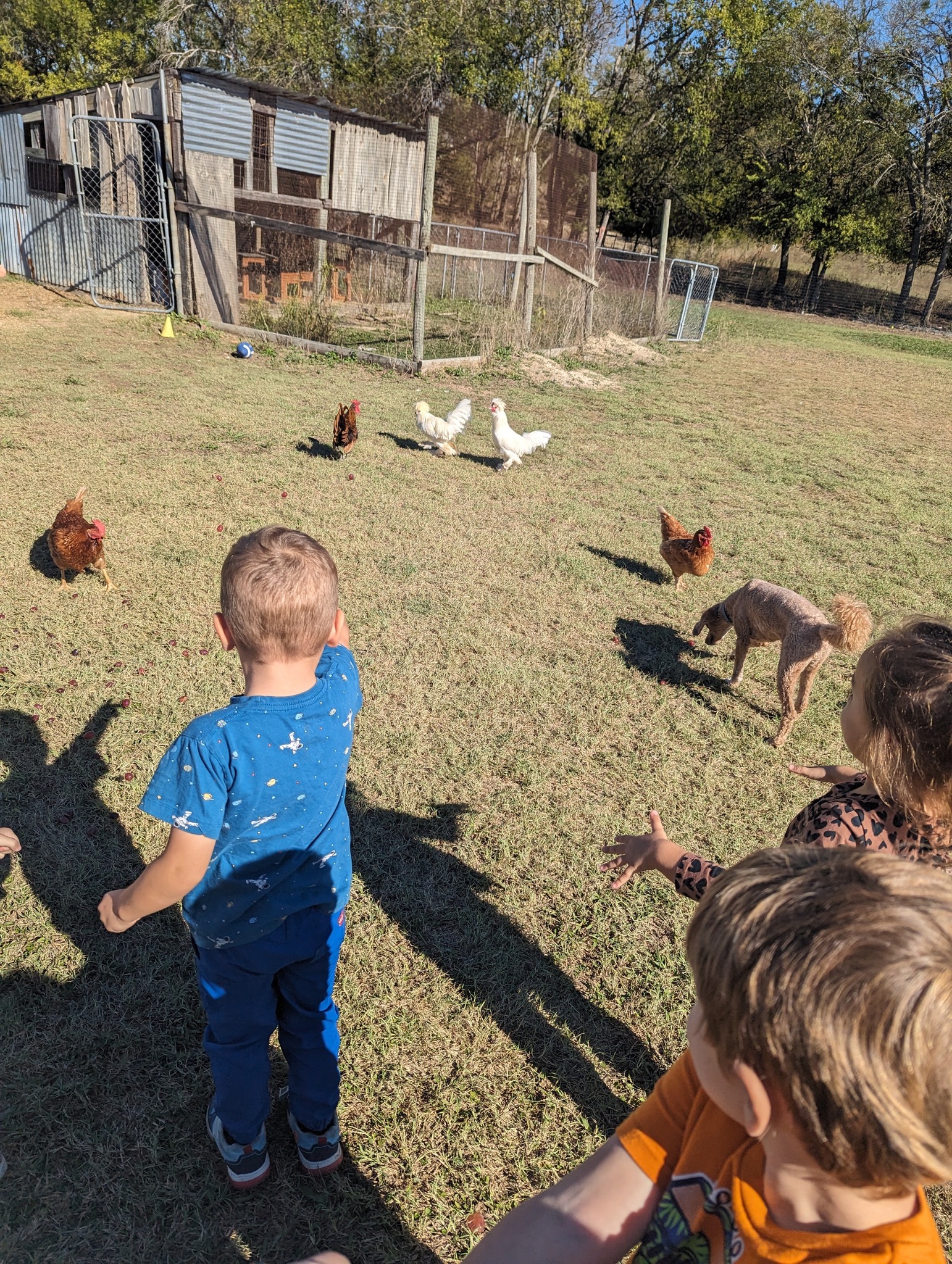Lavender - 🐔🌟 Meet our feathered friends! 🌟🐔 Our beloved chickens are a ...