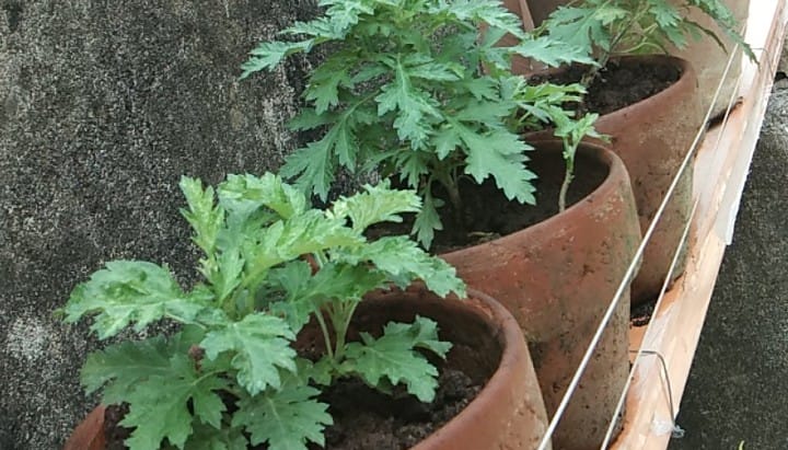 Lunas - ANO ANG MGA SAKIT AT KONDISYON NA MAAARING MAGAMOT NG MAYANA 1 ...