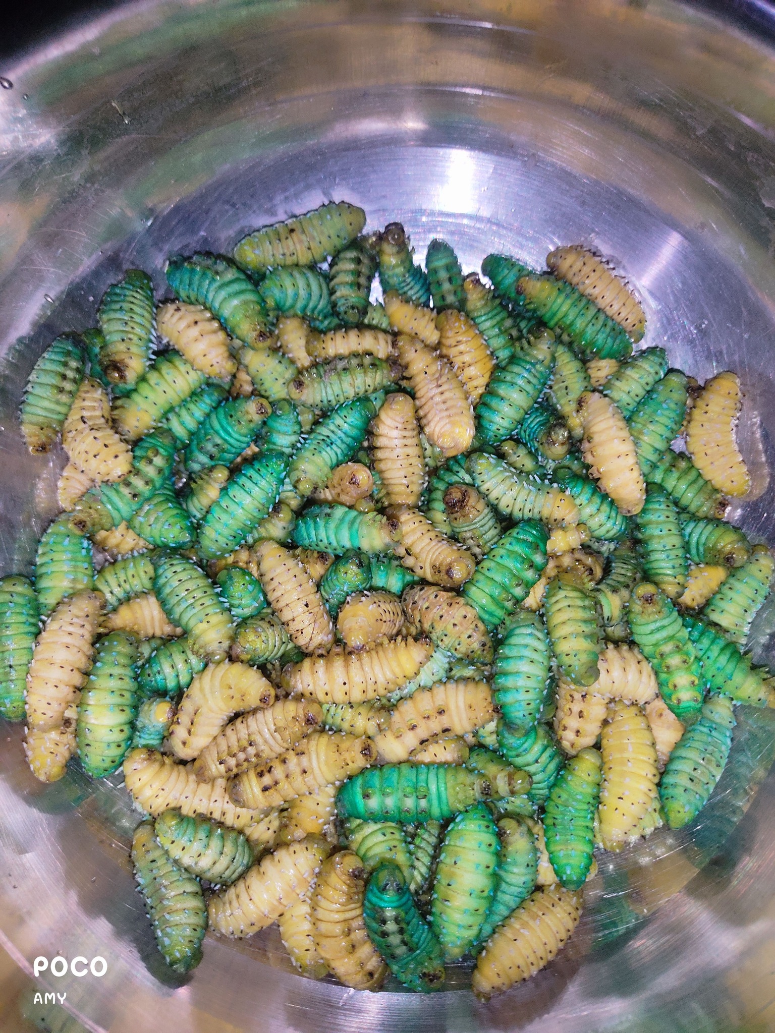 Silk worm puka recipe