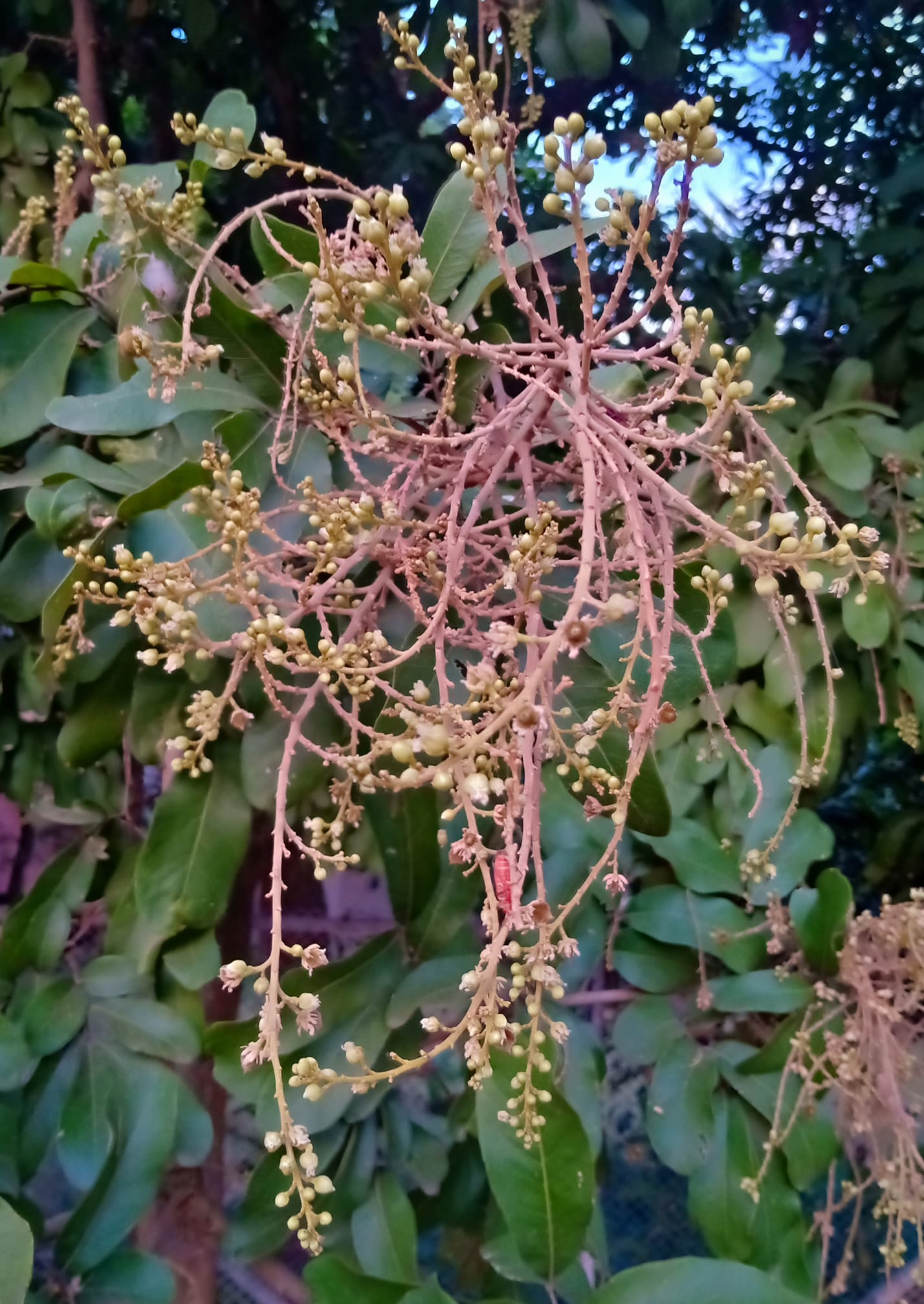 Plant Wealth of India (भारत की वनस्पति सम्पदा) | Inflorescence in ...