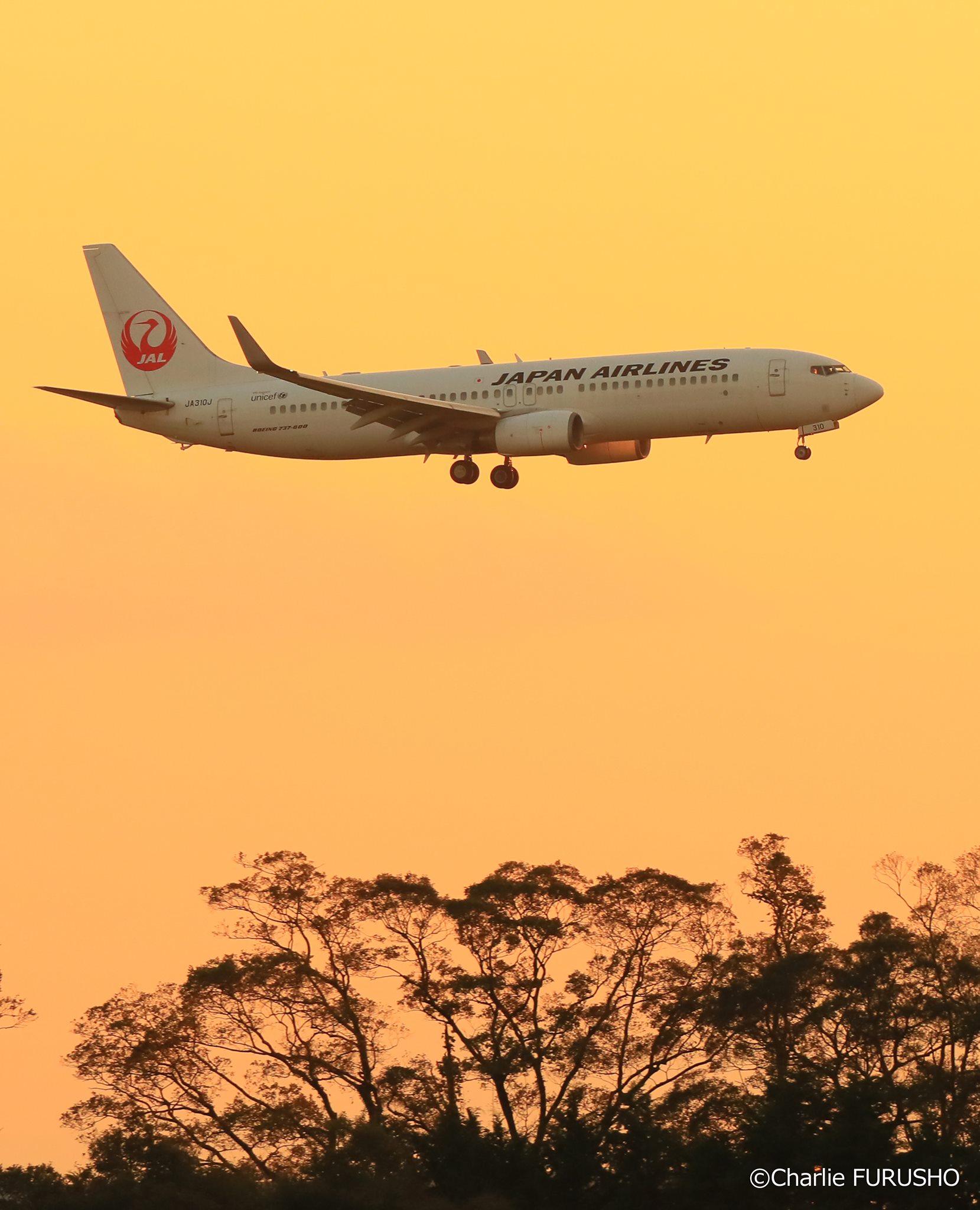 Japan Airlines Jal Airline Company Facebook