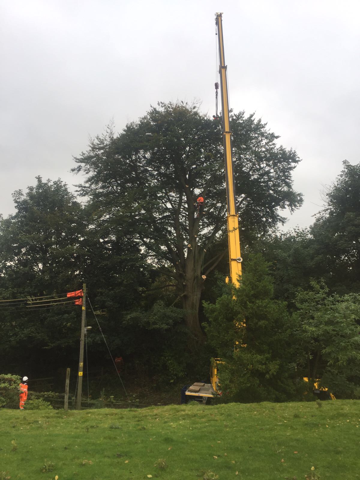 Alex Tree Services