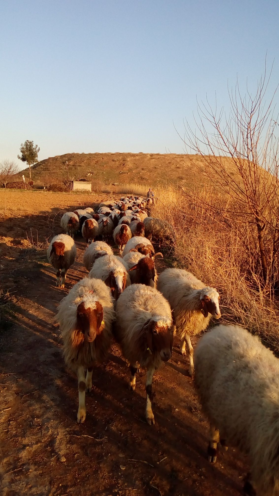 İveysi Koyun Culuk Alimsatim