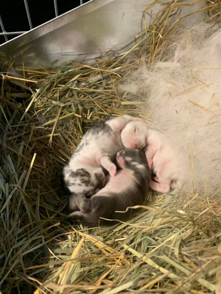 Red Rock Rabbitry