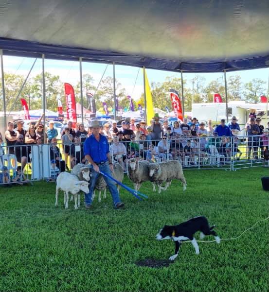 Farm Fantastic - Working dog demos attract big crowds with... | Facebook