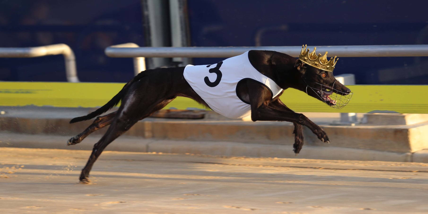 Greyhound Racing South Australia - We have a new king of the 342m track ...