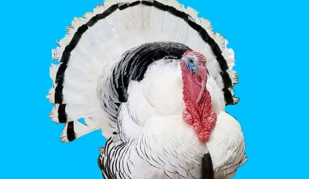 ไก่งวงจังหวัดมหาสารคาม