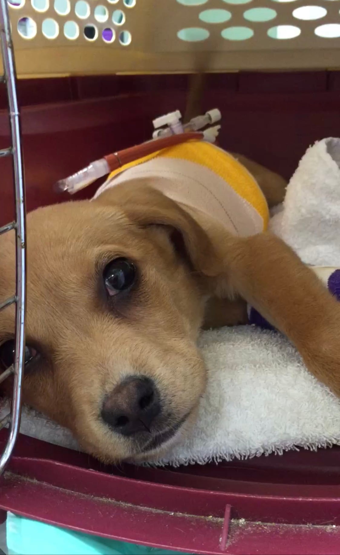 Meet Rosie from... - Dr. Melissa Magnuson, The Conscious Vet