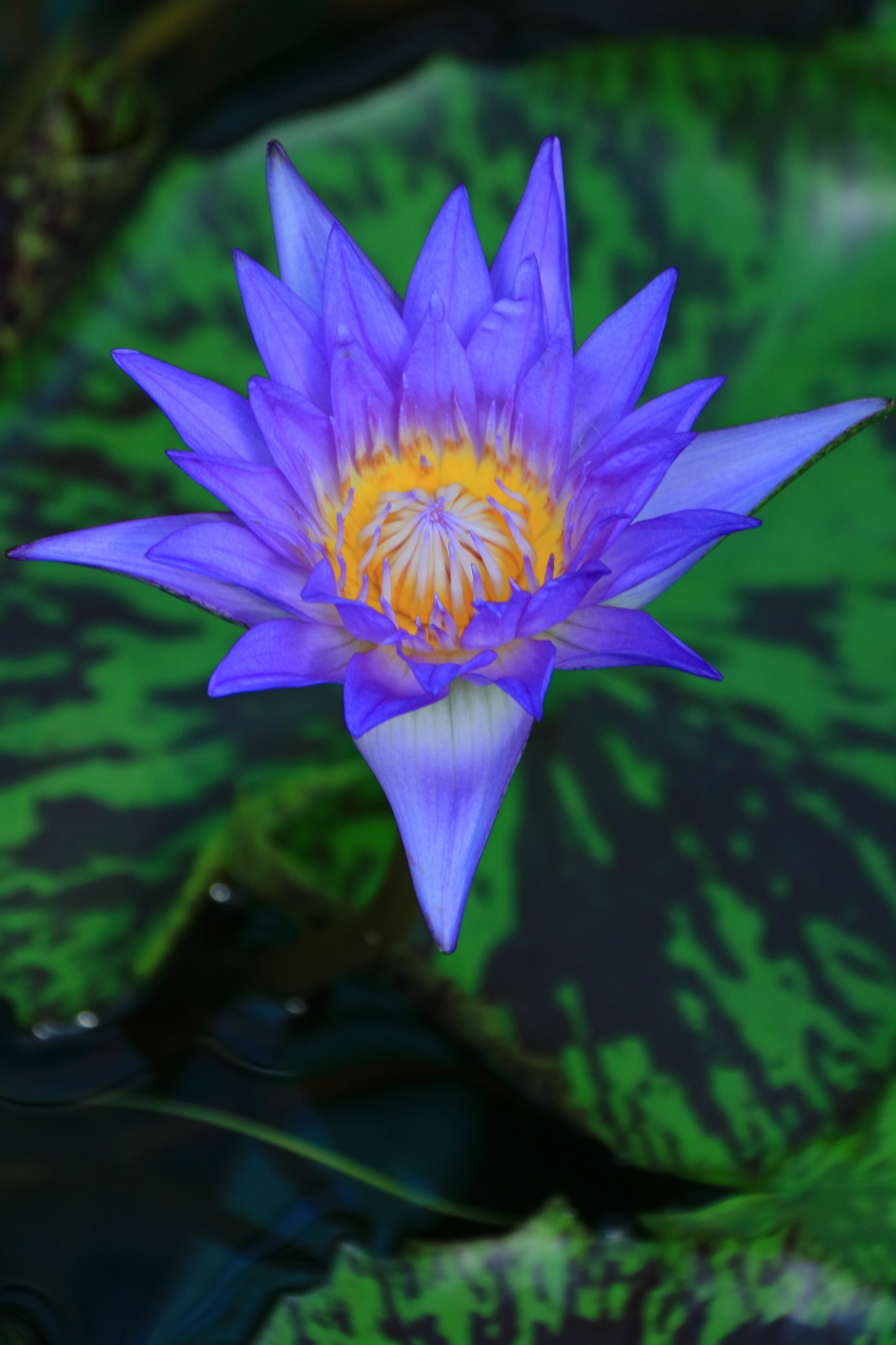 花大好きさん ページ お花大好き♡FLOWER LOVERS♡ | Facebook