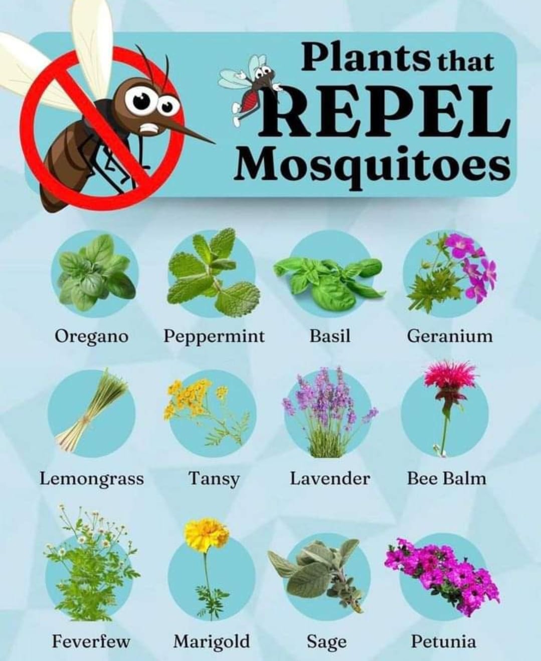 Our mountain mosquitos are arriving soon! - ACL Tree Works LLC | Facebook