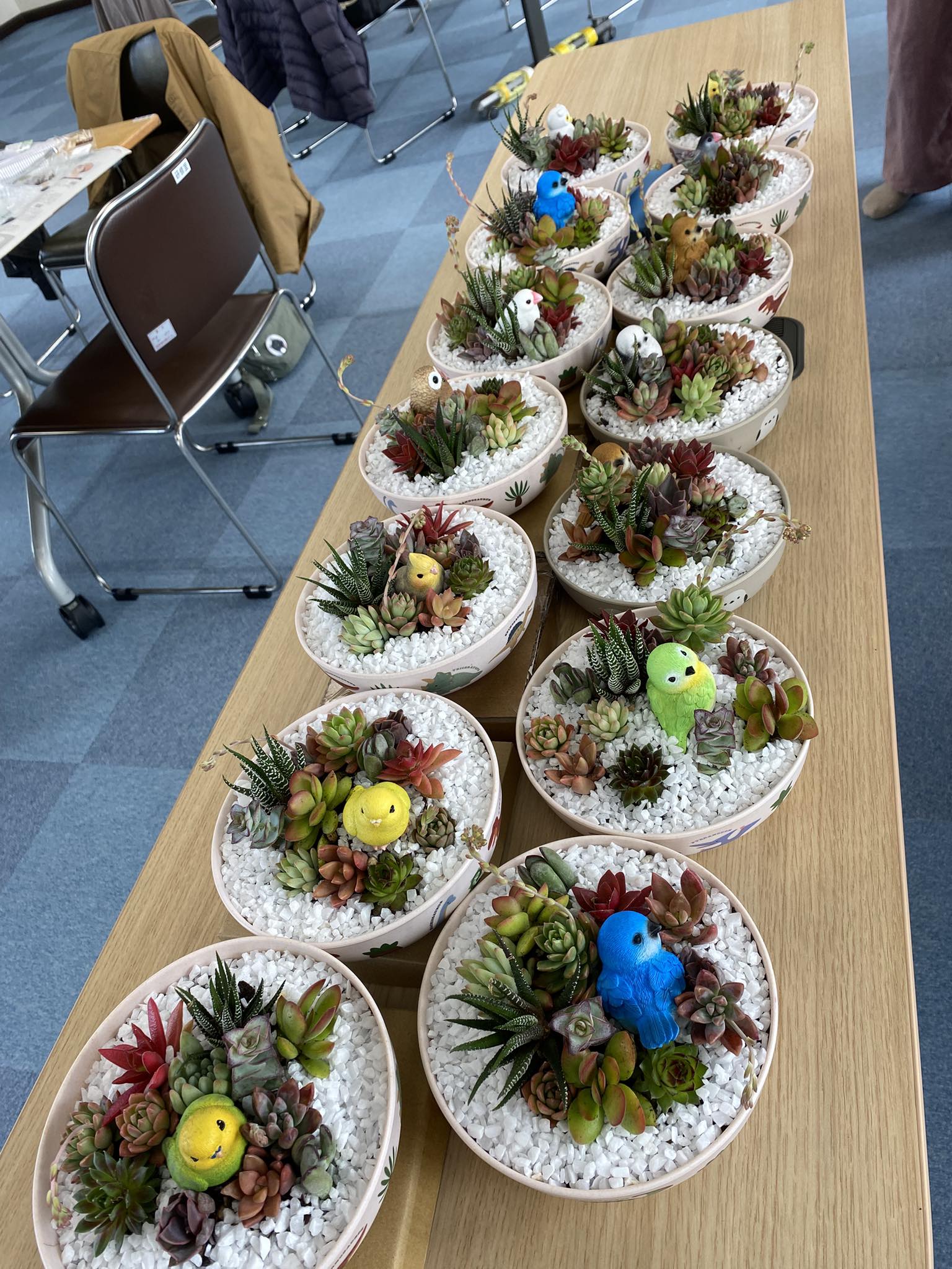 初めての方の多肉植物寄せ植え