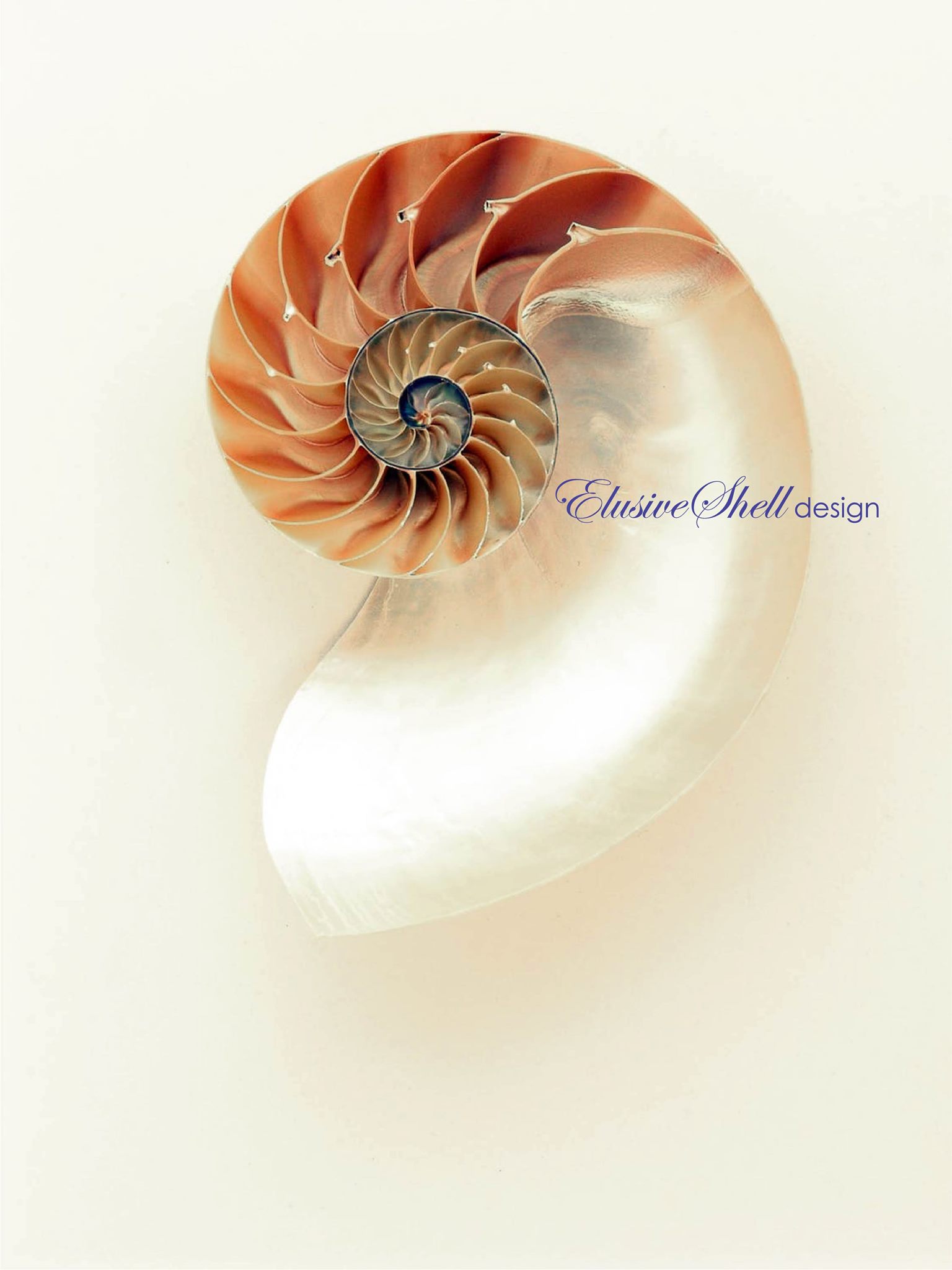 ElusiveShell design | Naples FL